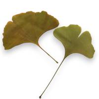 Bastelzubehör, Naturmaterial, 50 getrocknete Ginkgo Blätter grün-gelb, Laub Bild 3
