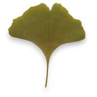Bastelzubehör, Naturmaterial, 50 getrocknete Ginkgo Blätter grün-gelb, Laub Bild 4