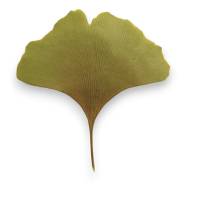 Bastelzubehör, Naturmaterial, 50 getrocknete Ginkgo Blätter grün-gelb, Laub Bild 5