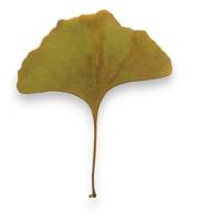 Bastelzubehör, Naturmaterial, 50 getrocknete Ginkgo Blätter grün-gelb, Laub Bild 6
