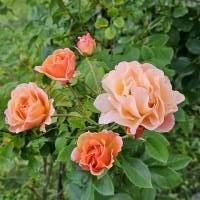 Rose lachsfarbend, zur Weiterverarbeitung Bild 1