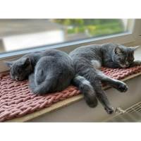 Flaches in DE habdgefertigtes Katzenbett für Fensterbänke, Transportboxen, Sideboards Bild 5