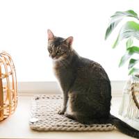 Flaches in DE habdgefertigtes Katzenbett für Fensterbänke, Transportboxen, Sideboards Bild 7