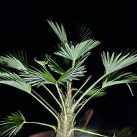 Trachycarpus Fortunei Hanfpalme, Fotografie zur Weiterverarbeitung Bild 1