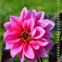 Dahlien Blütenträume – Kalender 2024 Bild 2