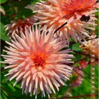 Dahlien Blütenträume – Kalender 2024 Bild 3