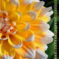 Dahlien Blütenträume – Kalender 2024 Bild 4