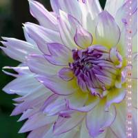 Dahlien Blütenträume – Kalender 2024 Bild 6