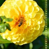 Dahlien Blütenträume – Kalender 2024 Bild 8