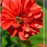Dahlien Blütenträume – Kalender 2024 Bild 9