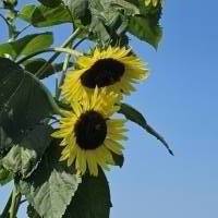 Sonnenblumen, 3 Stück, Foto zur Weiterverarbeitung Bild 1