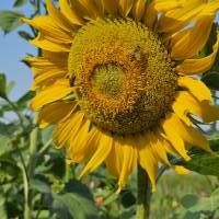 Sonnenblume,  Foto zur Weiterverarbeitung Bild 1