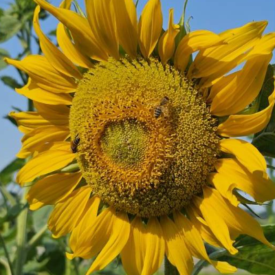 Sonnenblume,  Foto zur Weiterverarbeitung