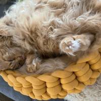 "Marie" liebevoll hamdgefertigtes Katzenkörbchen aus gefülltem Biobaumwollgarn Bild 10