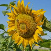 Sonnenblume,  Foto zur Weiterverarbeitung Bild 1