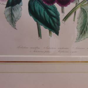 2 botanische Lithographien Blumenbild Blumenstrauß Cottage Landhaus Bild 5