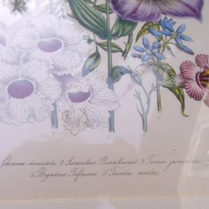 2 botanische Lithographien Blumenbild Blumenstrauß Cottage Landhaus Bild 7