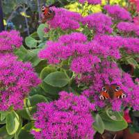 Fetthenne mit Schmetterling,  Foto zur Weiterverarbeitung Bild 1