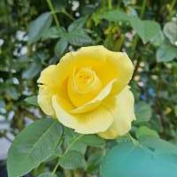 Gelbe Rose, zur Weiterverarbeitung Bild 1