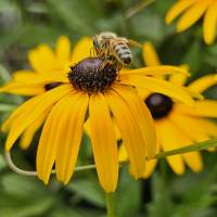 Sonnenhut mit Biene,  Foto zur Weiterverarbeitung Bild 1