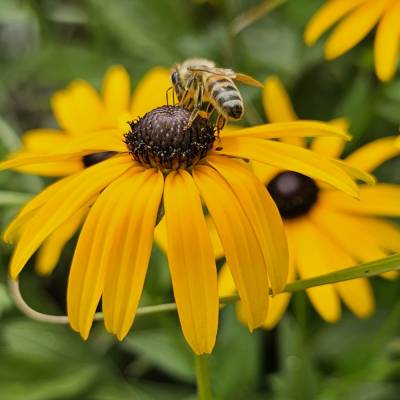 Sonnenhut mit Biene,  Foto zur Weiterverarbeitung