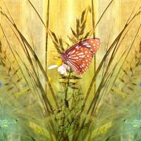 Schmetterling auf Blüte im Landhausstil DIGITALES BILD ZUM DOWNLOAD & DRUCKEN Wanddeko Poster Geschenk günstig kaufen Bild 2
