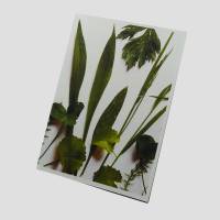 Grußkarte Postkarte handgemacht mit Pflanzenmotiv in Grünweiß und Briefumschlag Bild 3