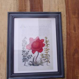 Kunstdruck Wandbild Poppy Anemone Blüten Blumen Bild 1