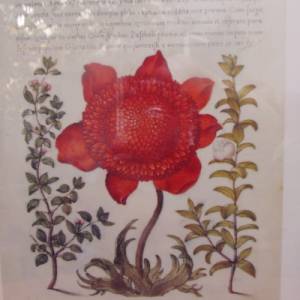Kunstdruck Wandbild Poppy Anemone Blüten Blumen Bild 3