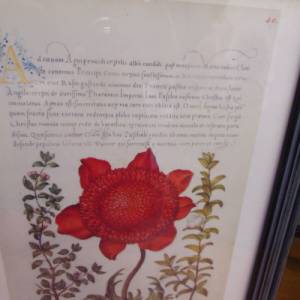 Kunstdruck Wandbild Poppy Anemone Blüten Blumen Bild 4