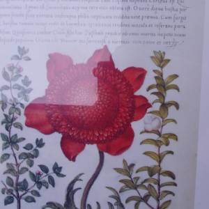 Kunstdruck Wandbild Poppy Anemone Blüten Blumen Bild 5