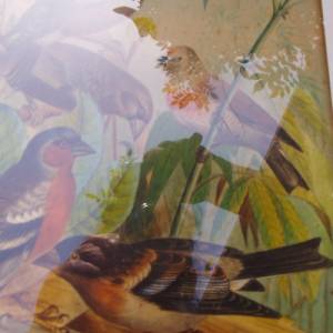 Gouache Antik Vogel  Vögel Bild 3