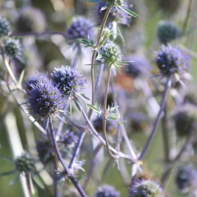 Saatgut: Flachblatt-Mannstreu (Eryngium planum)