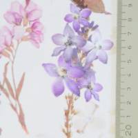♕ weißer Jersey mit pastelligen Wiesenblumen Blüten Blätter 50 x 150 cm Nähen Stoff ♕ Bild 6