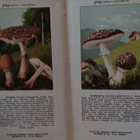 Die wichtigsten eßbaren u. giftigen Pilze Deutschlands 1909 Bild 3