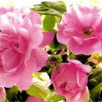 Servietten Teerose, 20 Lunchservietten mit rosa Rosen von Ternberger Bild 1