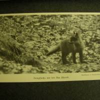Lebensbilder aus der Tierwelt -Säugetiere- 1910 Bild 2
