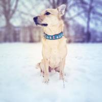 Hundehalsband oder Hundegeschirr SNOWMAN, Weihnachten, Schneemann Bild 1