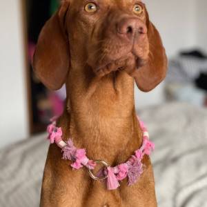 Einzigartige EM-Keramik Halskette:  Stil für Ihren Hund Ab 22,- Euro Bild 1