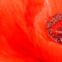 Mohnblumenblüten - Original Ölmalerei, Unikat Bild 4