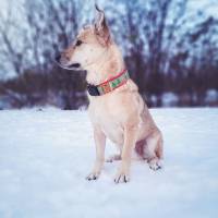 Hundehalsband oder Hundegeschirr X-MAS, Weihnachten, Streifen, Lebkuchen Bild 1