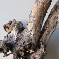 Treibholz Schwemmholz Driftwood  1  knorrige  XL  Wurzel  Dekoration  Garten  Lampe  52  cm hoch Bild 5