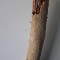 Treibholz Schwemmholz Driftwood  1 XXL  Ast Buche  Dekoration  Garten  Lampe  109 cm Bild 4