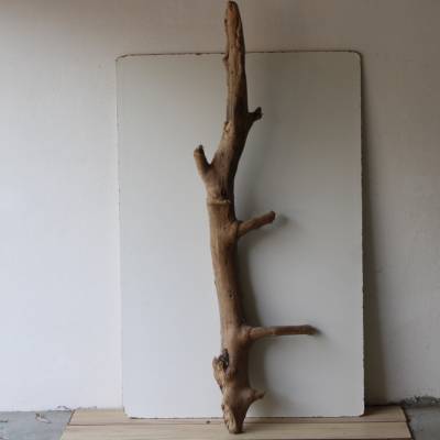 Treibholz Schwemmholz Driftwood  1 MEGA  Skulptur   Dekoration  Garten  Lampe  170 cm