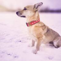 Hundehalsband oder Hundegeschirr REINDEER IN RED, Weihnachten, Rentier Bild 1