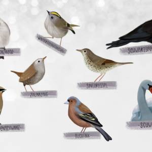 Sticker Singvögel | Aufkleber Bulletjournal | Journal Sticker | Sticker Natur & Vögel Bild 3