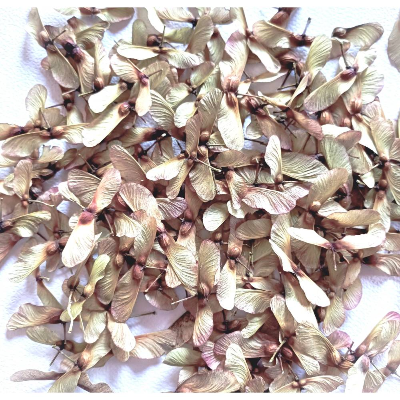 Bastelzubehör, Naturmaterial, 100 getrocknete Ahornsamen Ahornnasen Ahornsamen Flügel japanischer Ahorn, natürlich Natur