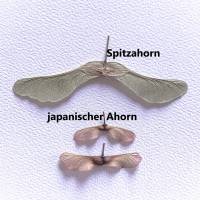Bastelzubehör, Naturmaterial, 100 getrocknete Ahornsamen Ahornnasen Ahornsamen Flügel japanischer Ahorn, natürlich Natur Bild 3