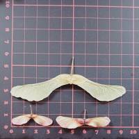 Bastelzubehör, Naturmaterial, 100 getrocknete Ahornsamen Ahornnasen Ahornsamen Flügel japanischer Ahorn, natürlich Natur Bild 4