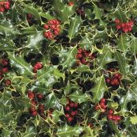5 Bogen Geschenkpapier Ilex, Stechpalme mit roten Beeren, von Photowrap UK Bild 1